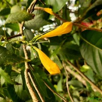 Tecomaria